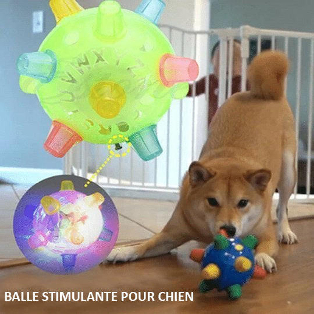 Balle Pour Chien Interactive