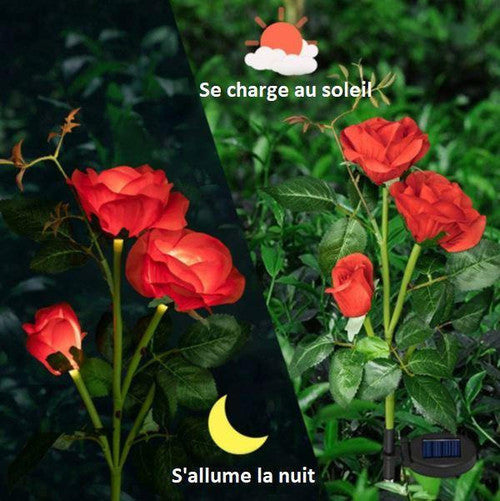 Rose Lumineuse Solaire