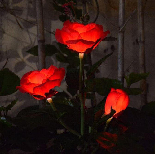 Rose Lumineuse Solaire